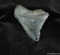 Inch Fossil Megalodon Tooth #141-1